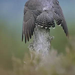 Peregrine falcon perched wings open {Falco peregrinus} Scotland, UK