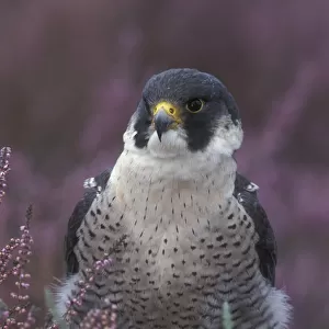 Peregrine falcon portrait in Heather {Falco peregrinus} UK