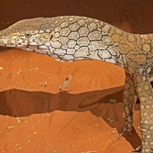 A Perentie (Varanus giganteus) using its forked tongue to detect smells, Alice Springs