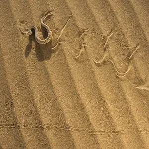 Peringueys adder (Bitis peringueyi) sidewinding in Namib desert, Namibia