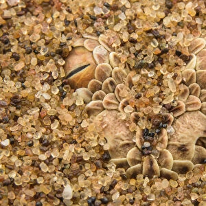 Peringueys desert adder (Bitis peringueyi) hidden in sand, Namibia