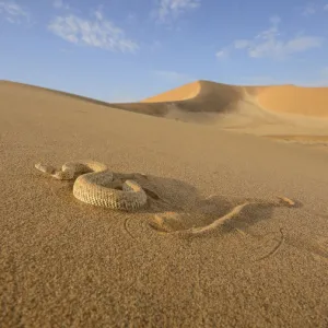 Peringueys desert adder, (Bitis peringueyi), sidewinding on dune, Namib desert