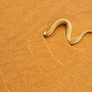 Peringueys desert adder, (Bitis peringueyi), sidewinding on dune, Namib desert Peringueys desert adder, (Bitis peringueyi), sidewinding on dune, Namib desert