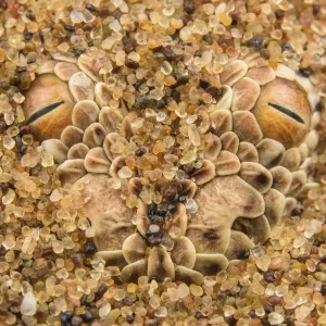 Peringueys desert adder (Bitis peringueyi) hidden in sand, Namibia Peringueys desert adder (Bitis peringueyi) hidden in sand, Namibia