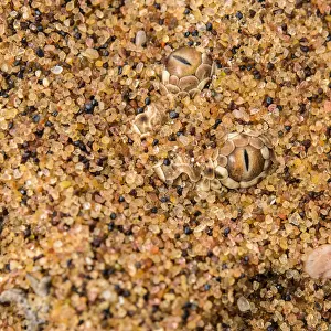 Peringueys / sidewinding adder (Bitis peringueyi) hidden in the sand, Naukluft National Park