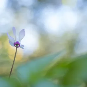 Persian cyclamen (Cyclamen persicum) flowers. Cyprus. April