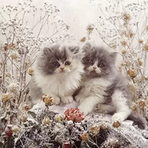 Persian kittens among snowy flowers