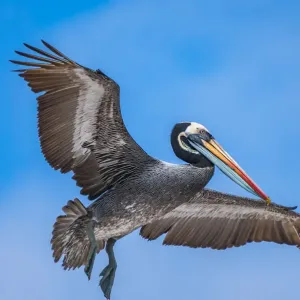 Peruvian pelican (Pelecanus thagus), in full breeding colours, Algarrobo Islet Peruvian pelican (Pelecanus thagus), in full breeding colours, Algarrobo Islet