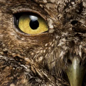 Peruvian screech-owl (Megascops roboratus) half face close up portrait, Macara, Loja, Ecuador