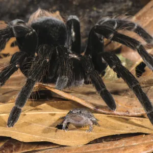 Peruvian Tarantula (Pamphobeteus sp. ) adult, walking over Humming Frog (Chiasmocleis