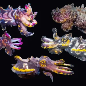 Pfeffers Flamboyant Cuttlefish Print on Black Background Pfeffers Flamboyant Cuttlefish Print on Black Background