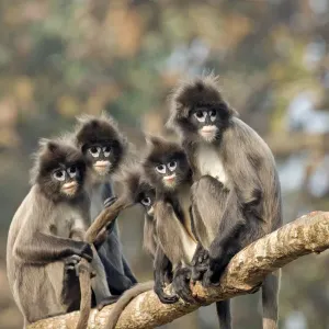 Phayres leaf monkey (Trachypithecus phayrei) group on branch, Tripura state, India Phayres leaf monkey (Trachypithecus phayrei) group on branch, Tripura state, India