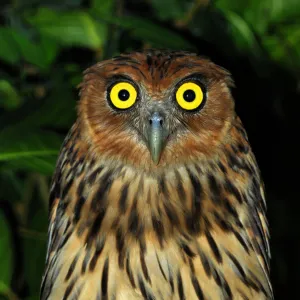 Philippine eagle owl (Bubo philippinensis) captive, endemic to the Philippines