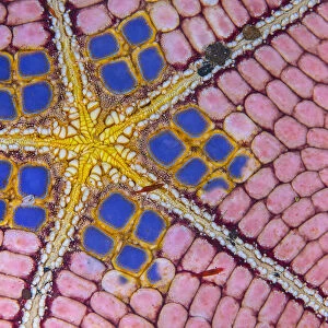 Photo showing detail of the underside and mount of a honeycomb sea star
