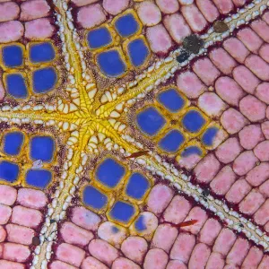 Photo showing detail of the underside and mount of a honeycomb sea star Photo showing detail of the underside and mount of a honeycomb sea star