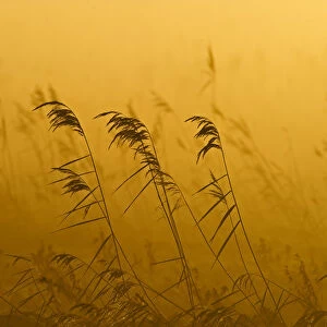 Phragmites reeds (Phragmites australis) at dawn in late autumn sun, Woodwalton Fen