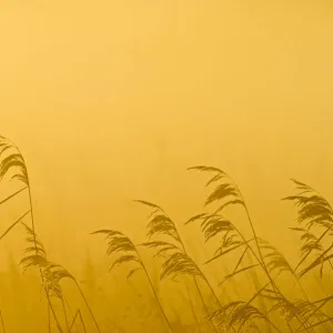 Phragmites reeds (Phragmites australis) at dawn in late autumn sun, Woodwalton Fen