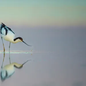 Pied avocet (Recurvirostra avosetta) feeding in shallow water at dawn, Etosha National Park