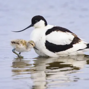 Pied Avocet Print: Adult and Chick Together in Suffolk, UK Pied Avocet Print: Adult and Chick Together in Suffolk, UK