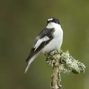 Pied flycatcher (Ficedula hypoleuca) male. Wales, UK, May Pied flycatcher (Ficedula hypoleuca) male. Wales, UK, May