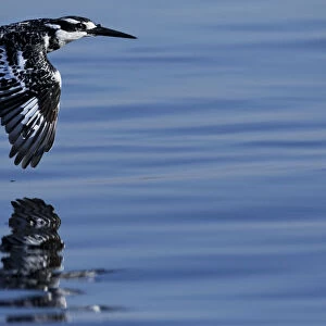 Pied kingfisher (Ceryle rudis) in flight, Chobe River, North-West District, Botswana