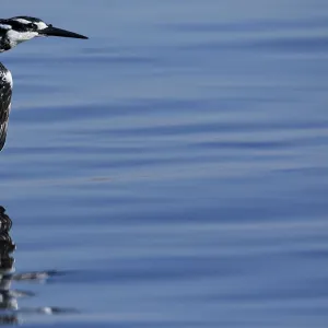 Pied kingfisher (Ceryle rudis) in flight, Chobe River, North-West District, Botswana