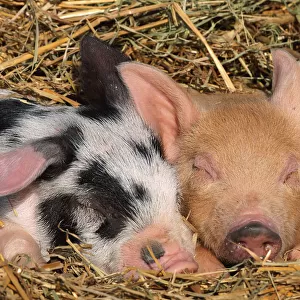 Piglets sleeping {Sus scrofa domestica} USA