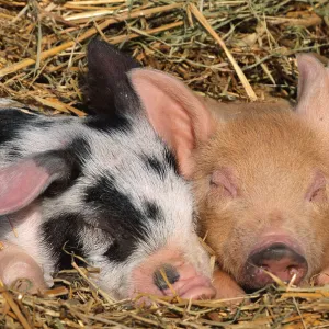 Piglets sleeping {Sus scrofa domestica} USA