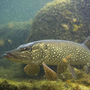 Pike (Esox lucius) portrait, in fishpond, Switzerland, February 2009