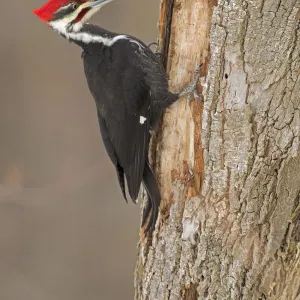 Pileated Woodpecker (Dryocopus pileatus) male, at feeding excavation in tree trunk in winter