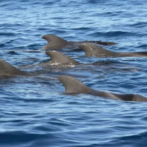 Pilot whale (Globicephala macorhynchus) group at surface. Tenerife, Canary Islands Pilot whale (Globicephala macorhynchus) group at surface. Tenerife, Canary Islands