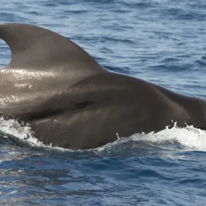 Pilot whale (Globicephala macorhynchus) at surface before diving, Tenerife Pilot whale (Globicephala macorhynchus) at surface before diving, Tenerife