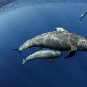 Pilot whale (Globicephala macrorhynchus) pod swimming. Tenerife, Canary Islands. August