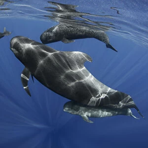 Pilot whale (Globicephala macrorhynchus) pod, Tenerife, Canary Islands
