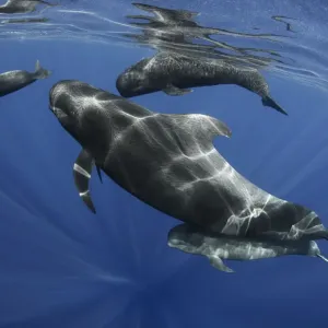 Pilot whale (Globicephala macrorhynchus) pod, Tenerife, Canary Islands Pilot whale (Globicephala macrorhynchus) pod, Tenerife, Canary Islands