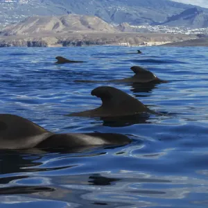 Pilot whale (Globicephala macrorhynchus) pod, at surface, Montana de Guaza, Arona Pilot whale (Globicephala macrorhynchus) pod, at surface, Montana de Guaza, Arona