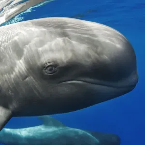 Pilot whale (Globicephala macrorhynchus) portrait, Tenerife, Canary Islands. August Pilot whale (Globicephala macrorhynchus) portrait, Tenerife, Canary Islands. August