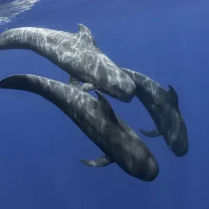 Pilot whale (Globicephala macrorhynchus) two swimming, Tenerife, Canary Islands Pilot whale (Globicephala macrorhynchus) two swimming, Tenerife, Canary Islands