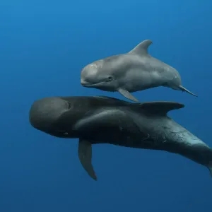 Pilot whales (Globicephala macrorhynchus) mother and calf, Tenerife, Canary Islands