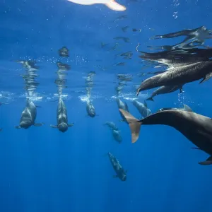 Ballenas pilotos (Globicephala macrorhynchus) justo debajo de la superficie, Tenerife, Islas Canarias. Ballenas pilotos (Globicephala macrorhynchus) justo debajo de la superficie, Tenerife, Islas Canarias.