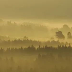Pine forest on misty autumn morning, Rothiemurchus Forest, Cairngorms National Park Pine forest on misty autumn morning, Rothiemurchus Forest, Cairngorms National Park