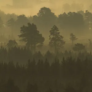 Pine forest on misty autumn morning, Rothiemurchus Forest, Cairngorms National Park