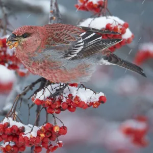 Pine Grosbeak male (Pinicola enucleator)and traffic light Oulu, Finland, December