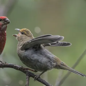 Pine grosbeak (Pinicola enucleator), male feeding juvenile, Finland, July