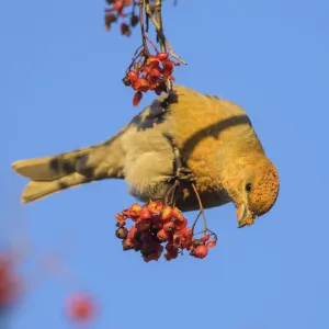 Pine grosbeak (Pinicola enucleator) eating Rowan (Sorbus aucuparia) berries, Finland. November Pine grosbeak (Pinicola enucleator) eating Rowan (Sorbus aucuparia) berries, Finland. November