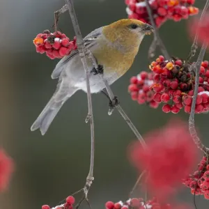 Pine Grosbeak (Pinicola enucleator) feeding on Rowan berries, Finland. October Pine Grosbeak (Pinicola enucleator) feeding on Rowan berries, Finland. October
