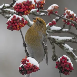 Pine Grosbeak Female Print: Snow-Covered Rowan Berries Pine Grosbeak Female Print: Snow-Covered Rowan Berries