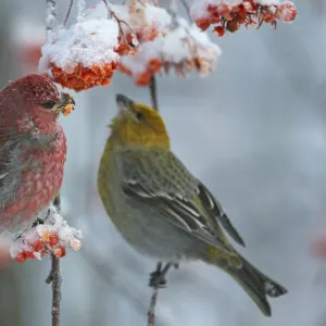 Pine grosbeak (Pinicola enucleator) male and female, Liminka, Finland, January