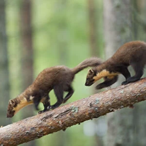 Pine marten (Martes martes) two 4-5 month kits running along branch of tree in caledonian forest