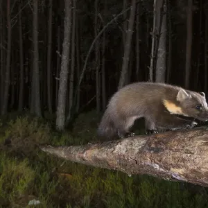 Pine marten foraging in Pine woodland at night, Glenfeshie Print Pine marten foraging in Pine woodland at night, Glenfeshie Print
